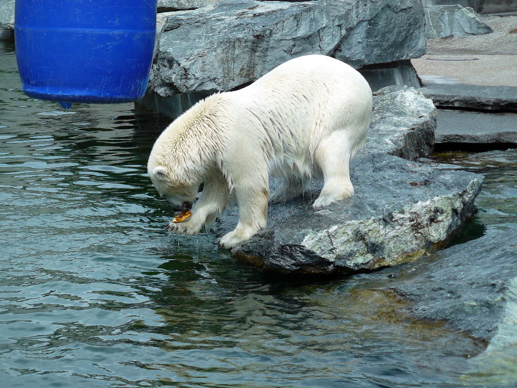 Eisbär Corinna im Zoo Stuttgart