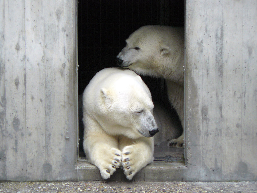 Eisbär Corinna und Anton